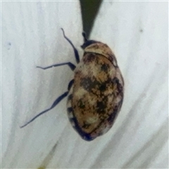 Anthrenus verbasci at Pialligo, ACT - 27 Oct 2024 02:56 PM