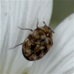 Anthrenus verbasci at Pialligo, ACT - 27 Oct 2024 02:56 PM