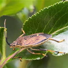 Poecilometis sp. (genus) at Pialligo, ACT - 27 Oct 2024