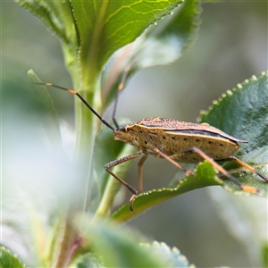 Poecilometis sp. (genus) at Pialligo, ACT - 27 Oct 2024