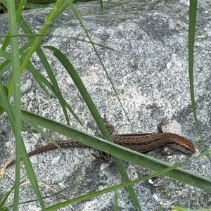 Lampropholis guichenoti at Pialligo, ACT - 27 Oct 2024