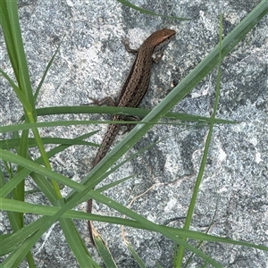 Lampropholis guichenoti at Pialligo, ACT - 27 Oct 2024