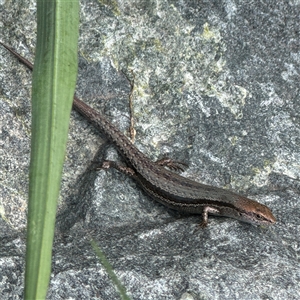 Lampropholis guichenoti at Pialligo, ACT - 27 Oct 2024