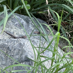 Lampropholis guichenoti at Pialligo, ACT - 27 Oct 2024