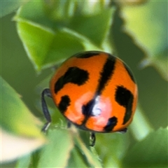 Coccinella transversalis (Transverse Ladybird) at Pialligo, ACT - 27 Oct 2024 by Hejor1