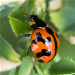 Coccinella transversalis at Pialligo, ACT - 27 Oct 2024