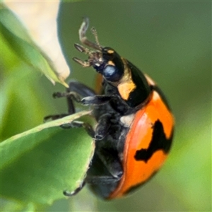 Coccinella transversalis at Pialligo, ACT - 27 Oct 2024