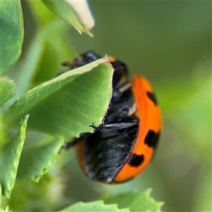 Coccinella transversalis at Pialligo, ACT - 27 Oct 2024