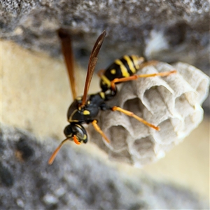 Polistes (Polistes) chinensis at Pialligo, ACT - 27 Oct 2024