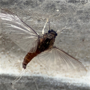 Ephemeroptera (order) at Pialligo, ACT - 27 Oct 2024 02:37 PM