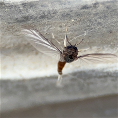 Ephemeroptera (order) at Pialligo, ACT - 27 Oct 2024 02:37 PM