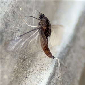 Ephemeroptera (order) at Pialligo, ACT - 27 Oct 2024 02:37 PM