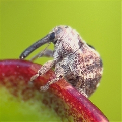 Haplonyx (genus) (Unidentified Haplonyx weevil) at Pialligo, ACT - 27 Oct 2024 by Hejor1