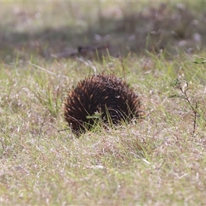 Tachyglossus aculeatus at Forde, ACT - 27 Oct 2024 09:05 AM