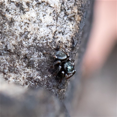 Hasarius adansonii at Wog Wog, NSW - 27 Oct 2024 by Sarah2019