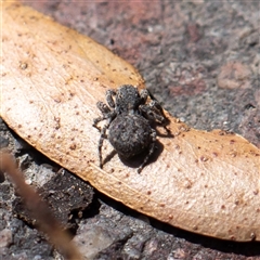 Unidentified Jumping or peacock spider (Salticidae) at Wog Wog, NSW - 27 Oct 2024 by Sarah2019