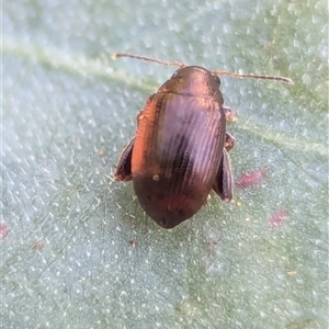 Chaetocnema sp. at Holder, ACT - 29 Oct 2024