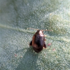 Chaetocnema sp. at Holder, ACT - 29 Oct 2024