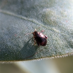 Chaetocnema sp. at Holder, ACT - 29 Oct 2024