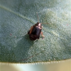 Chaetocnema sp. at Holder, ACT - 29 Oct 2024