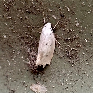 Cryptophasa (genus) at Aranda, ACT - 1 Nov 2024