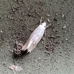 Cryptophasa (genus) at Aranda, ACT - 1 Nov 2024