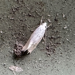 Cryptophasa (genus) at Aranda, ACT - 1 Nov 2024