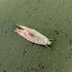 Cryptophasa (genus) at Aranda, ACT - 1 Nov 2024 06:11 PM