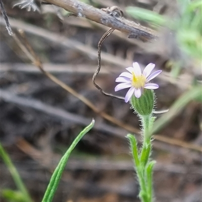 Vittadinia cuneata var. cuneata (Fuzzy New Holland Daisy) at Bungendore, NSW - 1 Nov 2024 by clarehoneydove