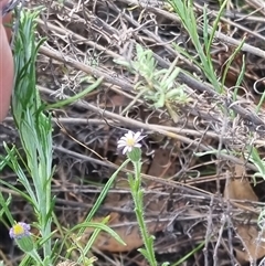 Vittadinia cuneata var. cuneata at Bungendore, NSW - suppressed