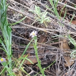 Vittadinia cuneata var. cuneata at Bungendore, NSW - 1 Nov 2024