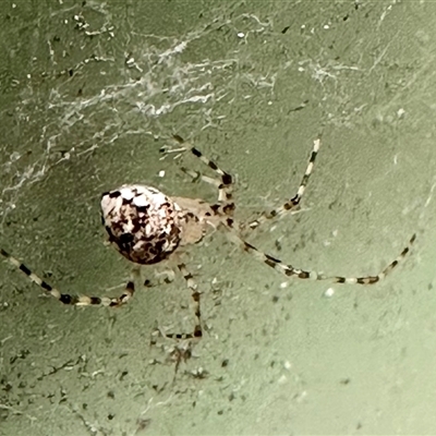 Cryptachaea gigantipes (White porch spider) at Aranda, ACT - 1 Nov 2024 by KMcCue