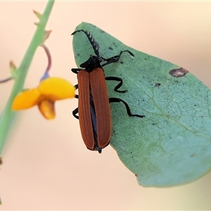 Porrostoma rhipidium (Long-nosed Lycid (Net-winged) beetle) at Wodonga, VIC by KylieWaldon