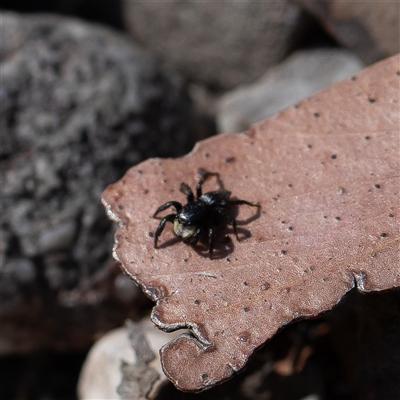 Unidentified Jumping or peacock spider (Salticidae) at Wog Wog, NSW - 27 Oct 2024 by Sarah2019