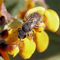 Lasioglossum (Chilalictus) sp. (genus & subgenus) at Wodonga, VIC - 26 Oct 2024 by KylieWaldon