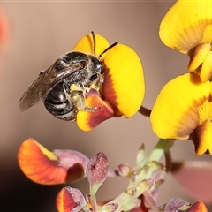 Unidentified Bee (Hymenoptera, Apiformes) at Wodonga, VIC - 26 Oct 2024 by KylieWaldon