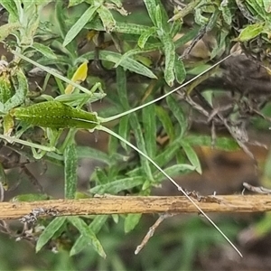 Caedicia simplex at Bungendore, NSW - 1 Nov 2024