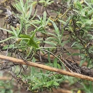 Caedicia simplex at Bungendore, NSW - suppressed