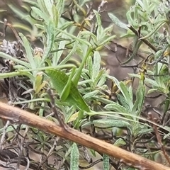 Caedicia simplex at Bungendore, NSW - suppressed