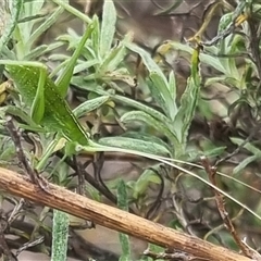 Caedicia simplex at Bungendore, NSW - 1 Nov 2024