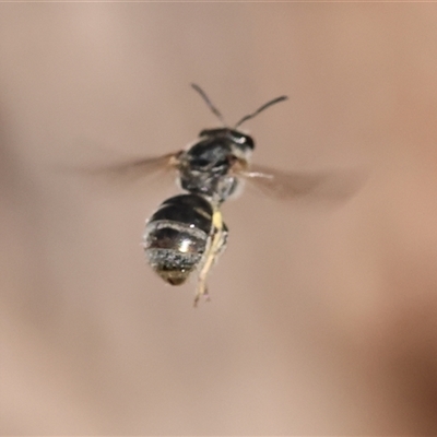 Unverified Bee (Hymenoptera, Apiformes) at Wodonga, VIC - 27 Oct 2024 by KylieWaldon