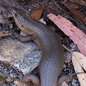 Egernia saxatilis at Wog Wog, NSW - 27 Oct 2024