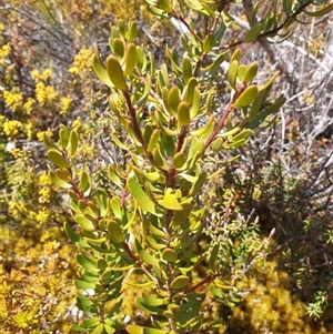 Persoonia gunnii at Wellington Park, TAS - 23 Oct 2024 11:18 AM