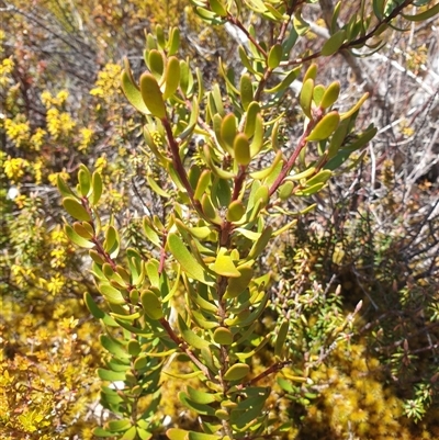 Persoonia gunnii (Mountain geebung) at Wellington Park, TAS - 23 Oct 2024 by Detritivore