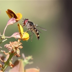 Melangyna viridiceps (Hover fly) at Wodonga, VIC - 27 Oct 2024 by KylieWaldon