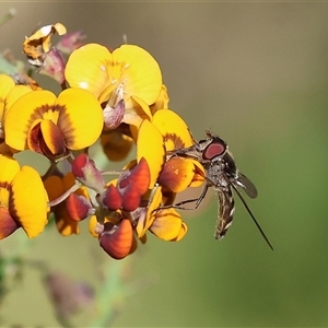 Melangyna viridiceps at Wodonga, VIC - 27 Oct 2024