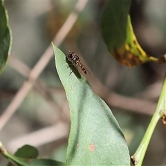 Melangyna viridiceps at Wodonga, VIC - 27 Oct 2024