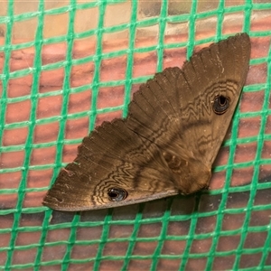 Dasypodia selenophora at Higgins, ACT - 31 Oct 2024