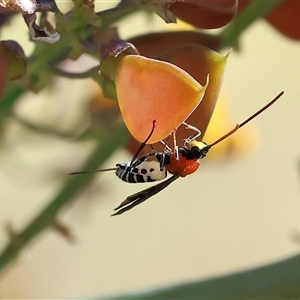 Braconidae (family) at Wodonga, VIC by KylieWaldon