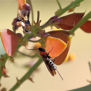 Braconidae (family) at Wodonga, VIC - 27 Oct 2024